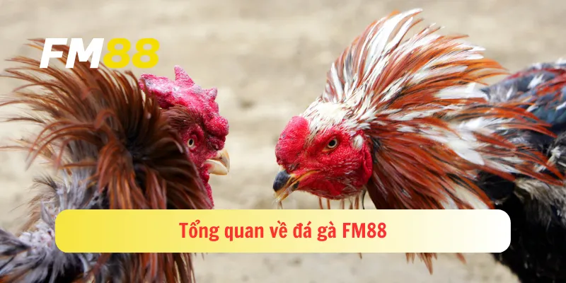 Tổng quan về đá gà FM88