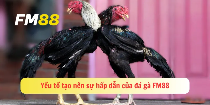 Yếu tố tạo nên sự hấp dẫn của đá gà FM88