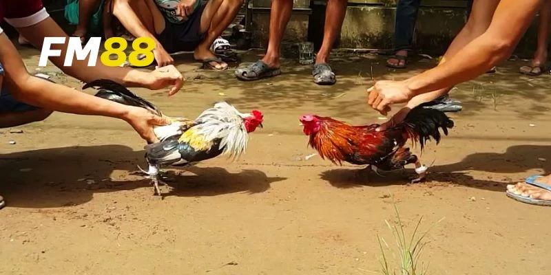 Tại sao đá gà thomo được nhiều người ưa chuộng