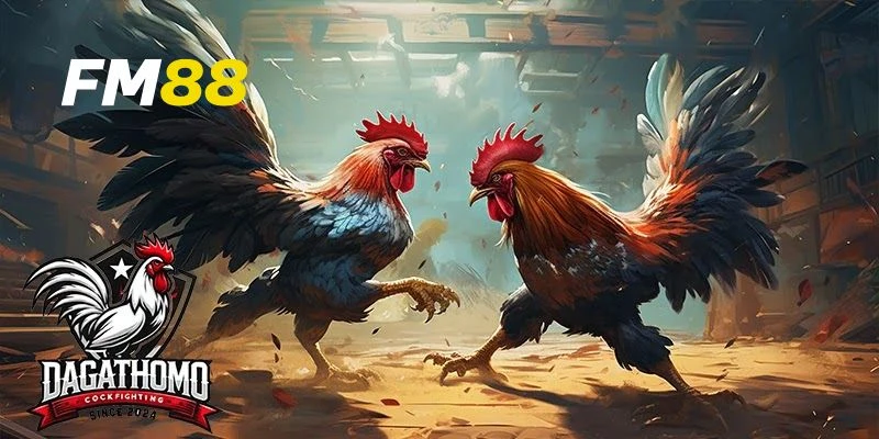Cách phân tích để đặt cược trong đá gà thomo