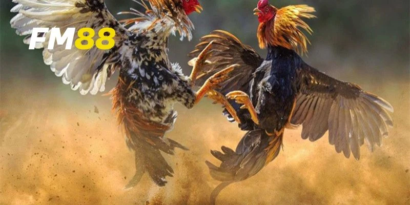 Mẹo cược đá gà thomo tăng khả năng thắng