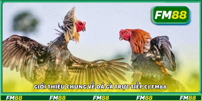 Tìm hiểu chung về đá gà trực tiếp C1 FM88