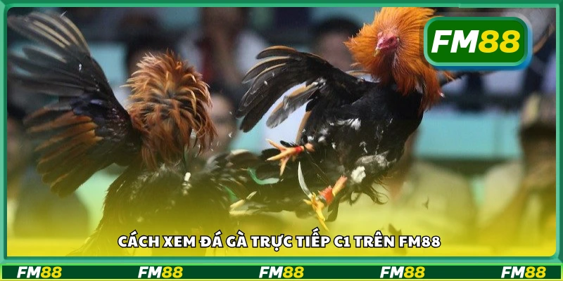 Hướng dẫn xem đá gà trực tiếp C1 trên FM88