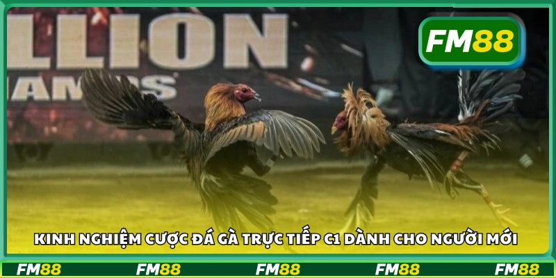 Kinh nghiệm cược đá gà trực tiếp C1 dành cho người mới