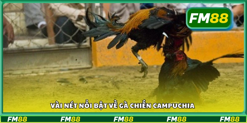 Đôi nét về gà Chiến Campuchia