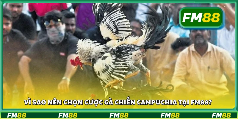 Lý do nên chọn cược gà Chiến Campuchia tại FM88