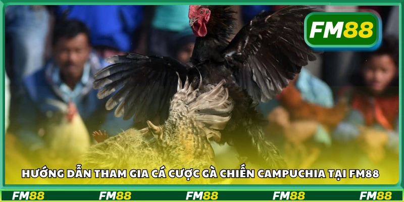 Chi tiết các bước tham gia cá cược đá gà tại FM88