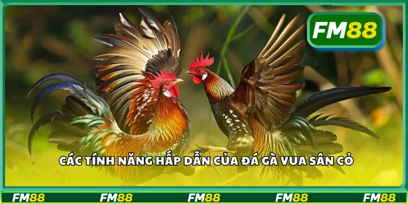 Các tính năng hấp dẫn của đá gà vua sân cỏ