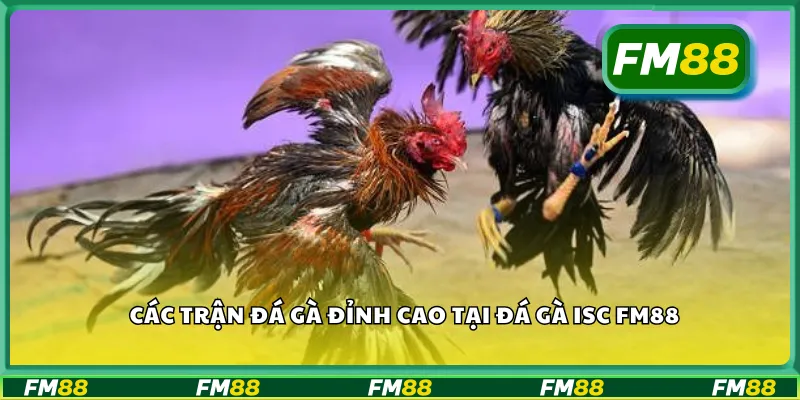 Các trận đá gà đỉnh cao tại đá gà ISC FM88