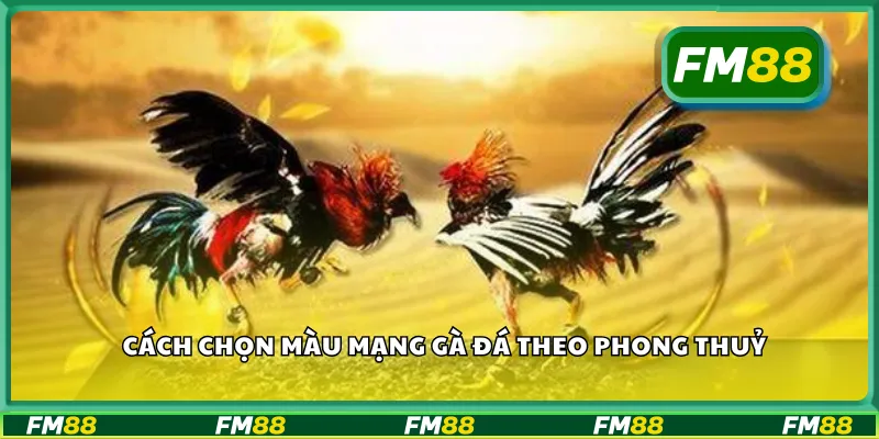 Cách chọn màu mạng gà đá theo phong thuỷ
