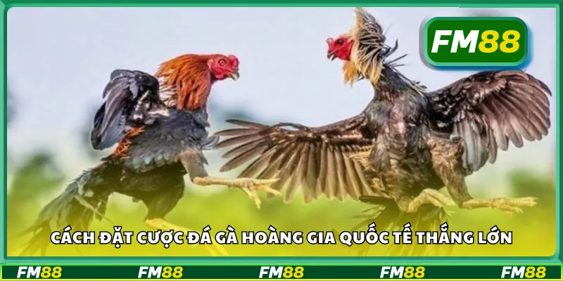 Cách đặt cược đá gà hoàng gia quốc tế thắng lớn