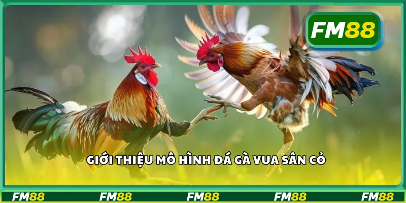 Giới thiệu mô hình đá gà vua sân cỏ