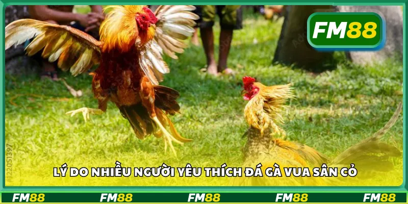 Lý do nhiều người yêu thích đá gà vua sân cỏ