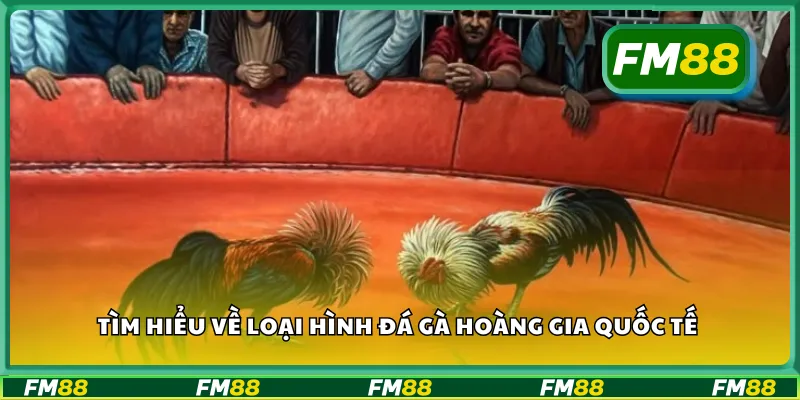 Tìm hiểu về loại hình đá gà hoàng gia quốc tế
