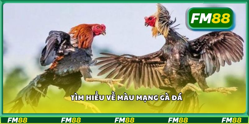 Tìm hiểu về màu mạng gà đá