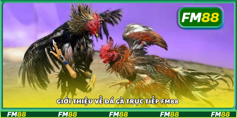 Vài nét về đá gà trực tiếp FM88