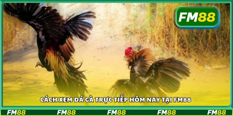 Hướng dẫn cách xem đá gà trực tiếp hôm nay tại FM88