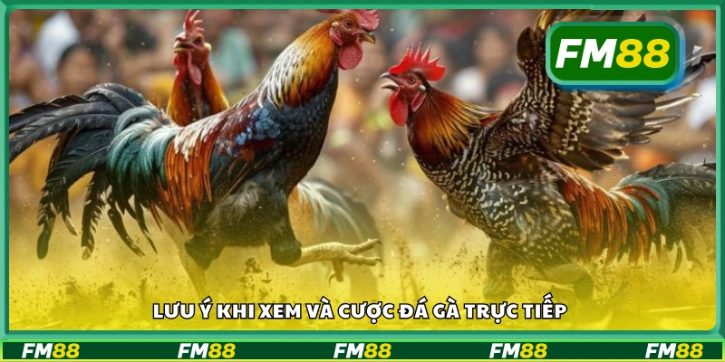 Các lưu ý khi xem và cược đá gà trực tiếp